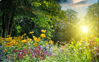 A Summer Thought