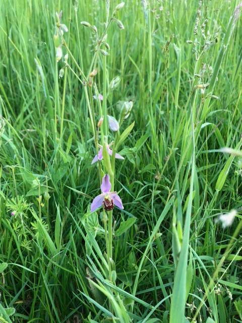 Bee orchid at Denham
