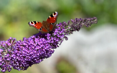ECO Church News No 165 The Big Butterfly Count