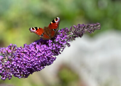 ECO Church News No 165 The Big Butterfly Count