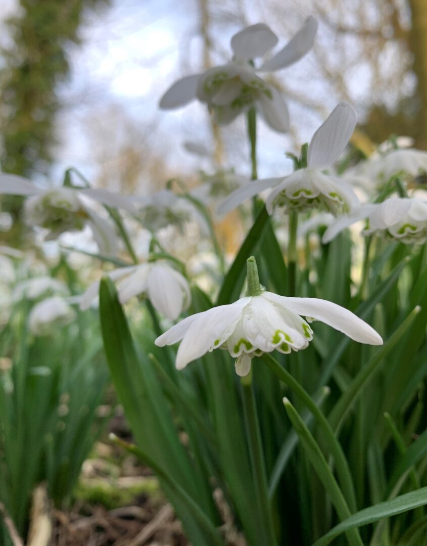 Close up snowdrop