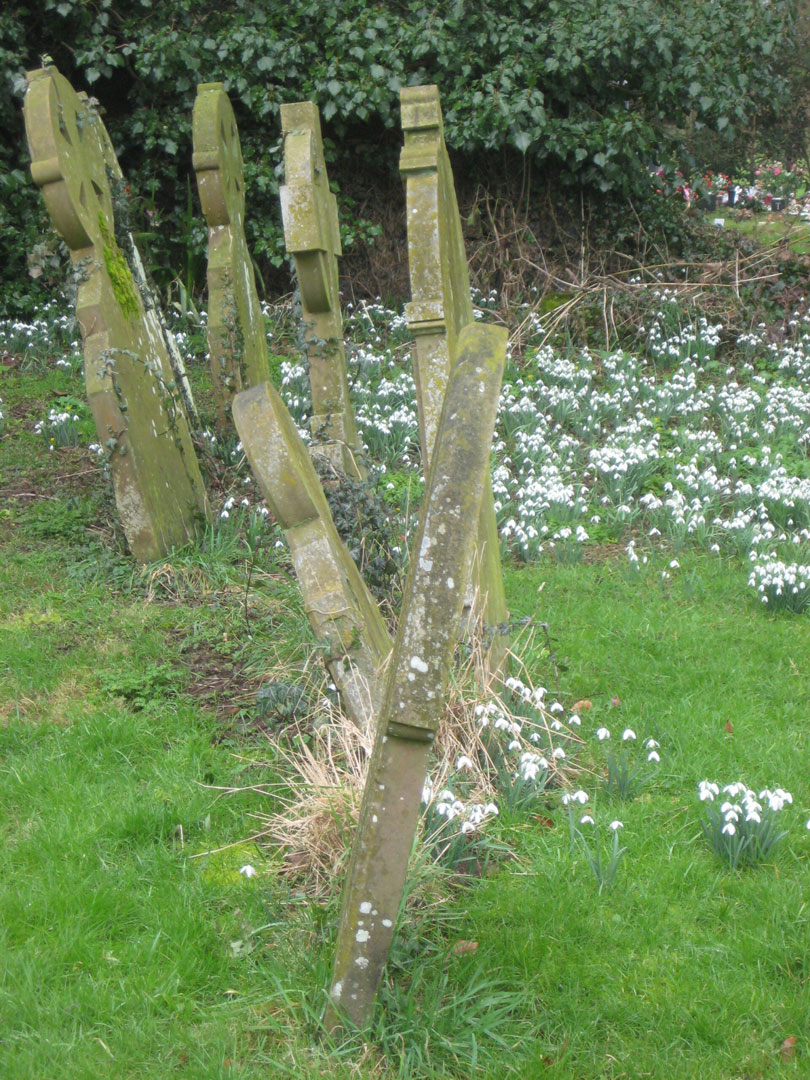 Snowdrops St Giles, Risby – the plucky Buff-tailed bumblebee (Bombus terrestris) feed upon a few winter-flowering plant species such Snowdrop