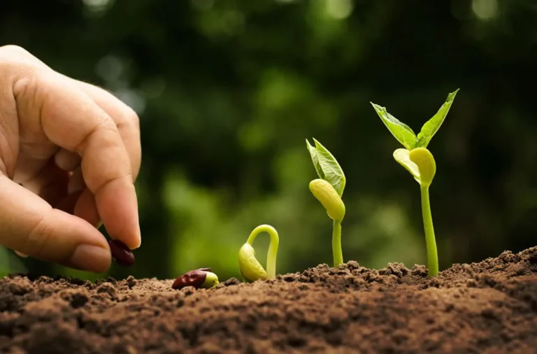 Growing, Gathering and Giving Thanks