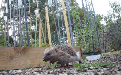 ECO Church News No. 151 – Remember Hedgehogs this November!