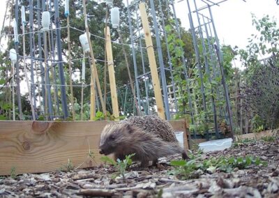 ECO Church News No. 151 – Remember Hedgehogs this November!