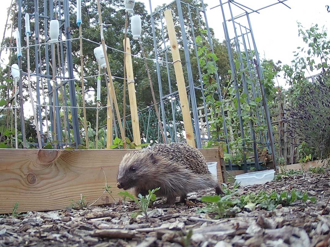 Hedgehog from our wildlife camera