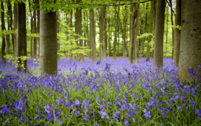 May’s Gentle Call