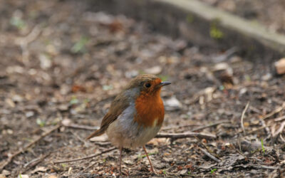 ECO CHURCH NEWS – No.130 RSPB Big Garden Bird Watch Results