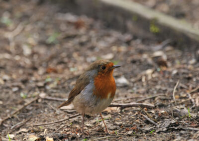 ECO CHURCH NEWS – No.130 RSPB Big Garden Bird Watch Results