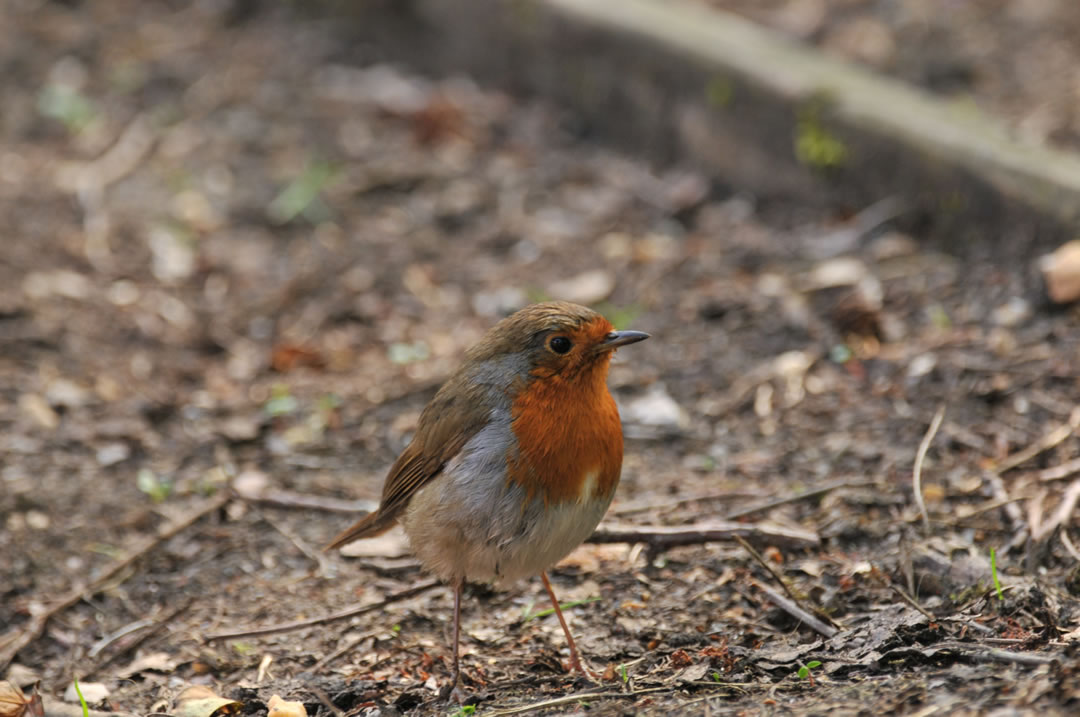 Photo of Robin by Revd Lynda