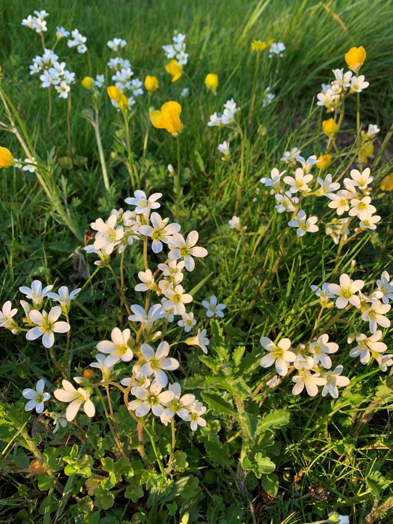 Saxifrage at Little Saxham church