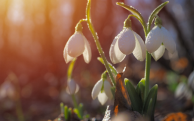 Spring – A Journey through Lent