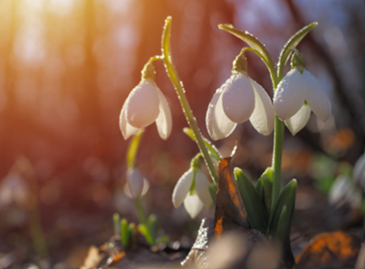 Spring – A Journey through Lent