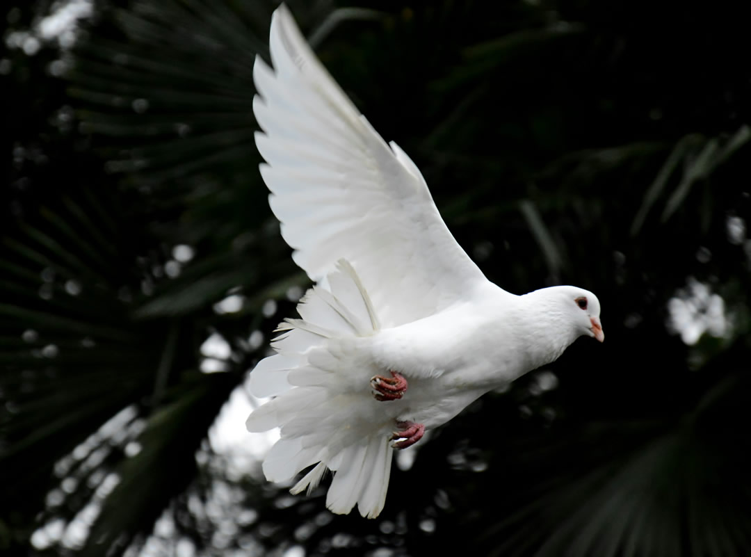 white dove