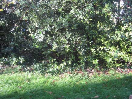 Area of holly and ivy – great habitat for birds to nest & feed on insects. Hedgehog shelter