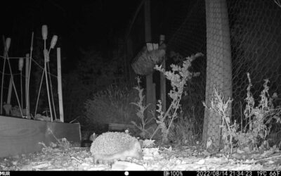 ECO Church News No. 138 Hedgehog Havens