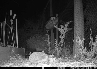 ECO Church News No. 138 Hedgehog Havens